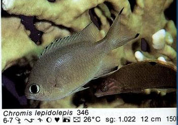 Chromis lepidolepis